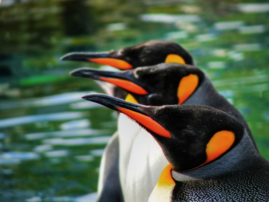Google Penguin